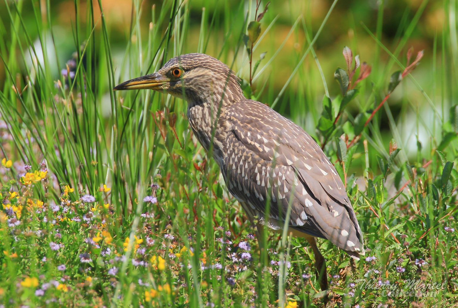 Héron bihoreau gris juvénile